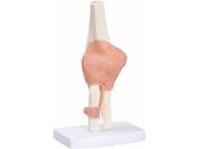 Articulção do Cotovelo. TGD-0161-C